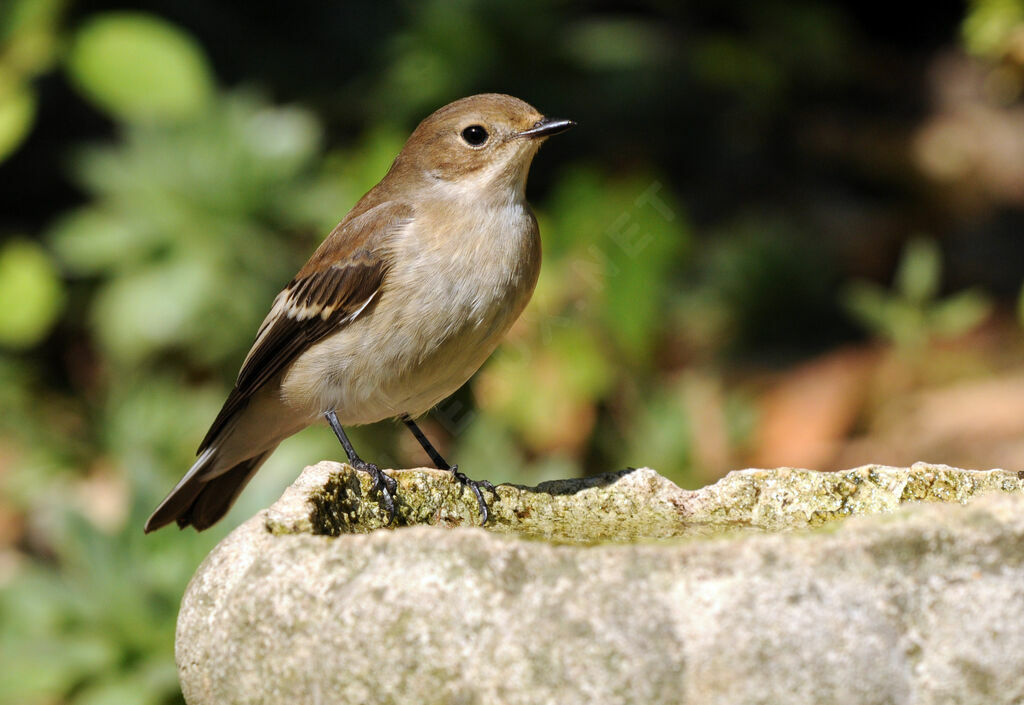 European Pied Flycatcher