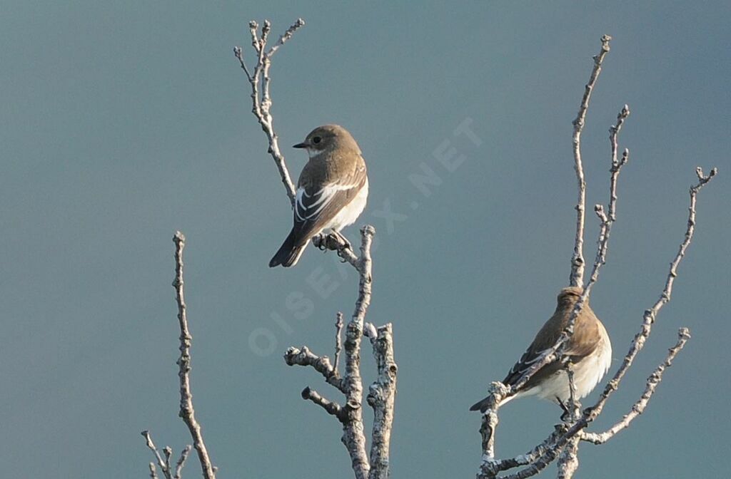 European Pied Flycatcher