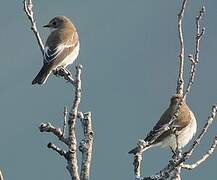 European Pied Flycatcher