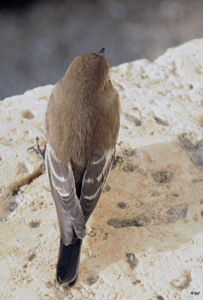 European Pied Flycatcher