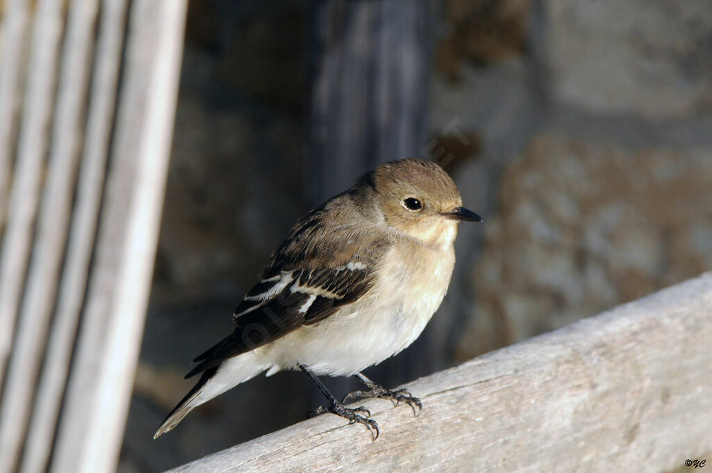 Gobemouche noiradulte