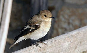 European Pied Flycatcher