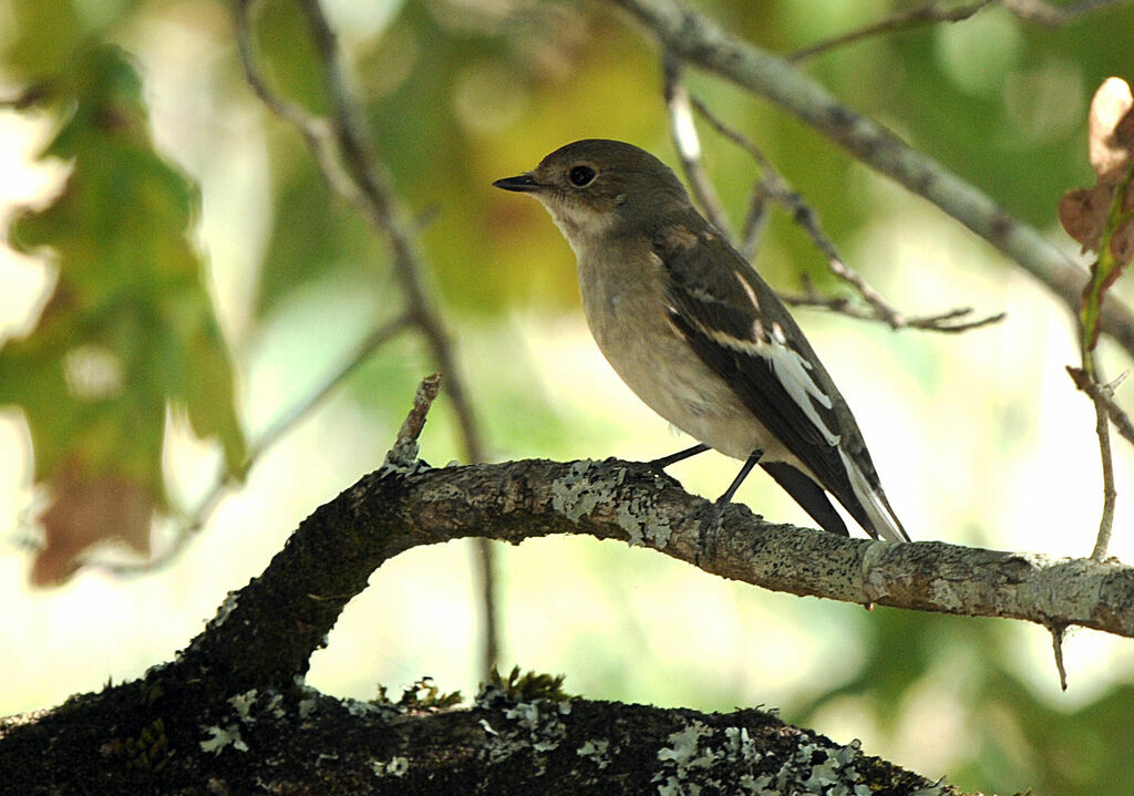 European Pied Flycatcher