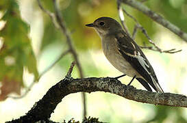 European Pied Flycatcher