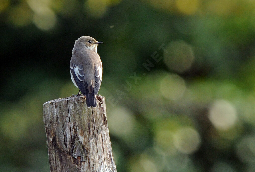 European Pied Flycatcher