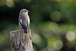 European Pied Flycatcher