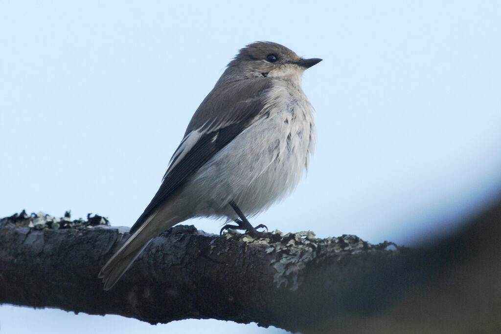 European Pied Flycatcher