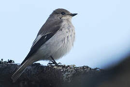 European Pied Flycatcher