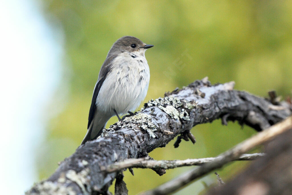 European Pied Flycatcher