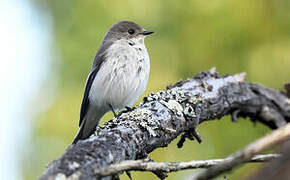 European Pied Flycatcher