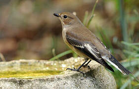 European Pied Flycatcher