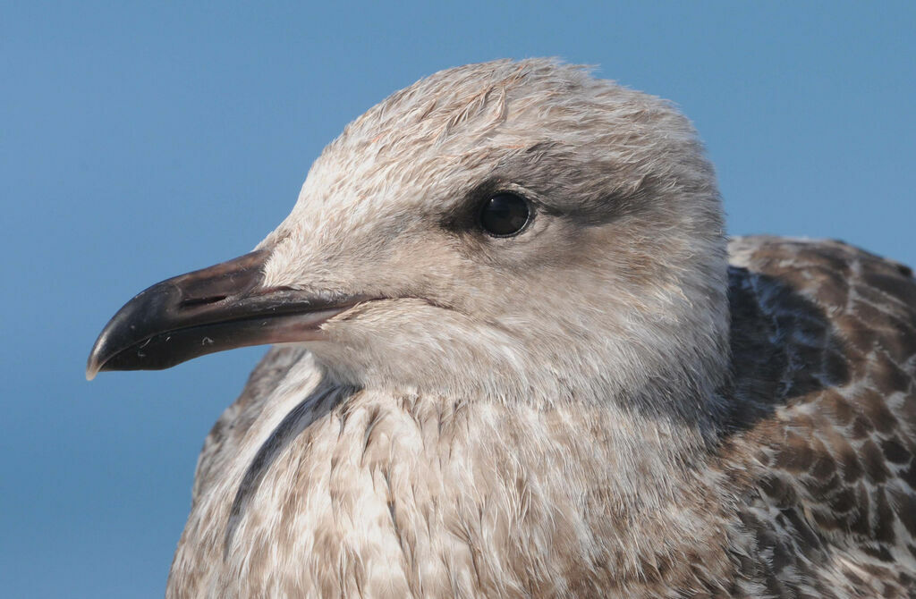 European Herring Gull