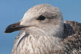 European Herring Gull