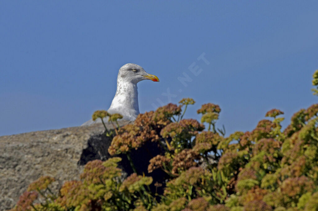 European Herring Gull