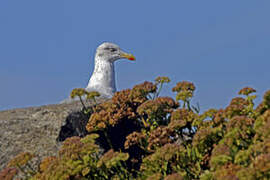 European Herring Gull