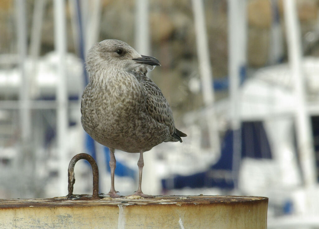 European Herring Gullimmature