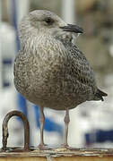 European Herring Gull