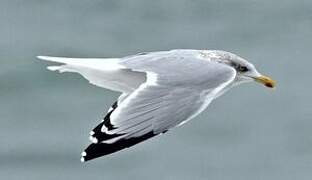 European Herring Gull