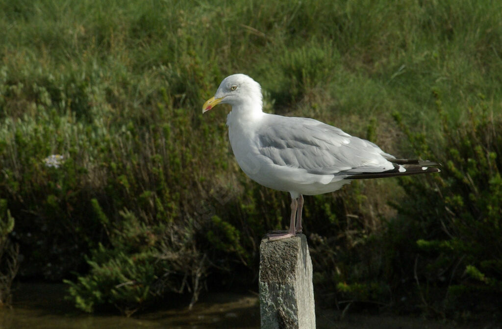 European Herring Gulladult