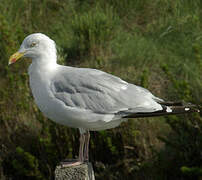 European Herring Gull