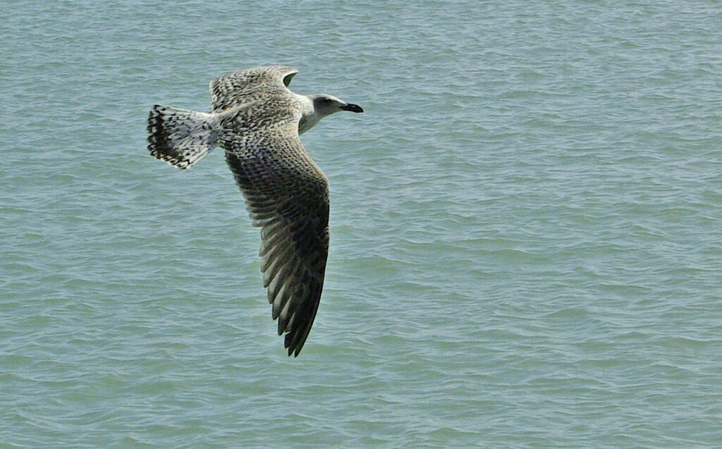 Goéland argentéimmature