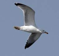 European Herring Gull