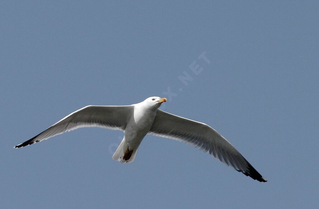 European Herring Gull