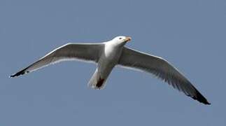 European Herring Gull