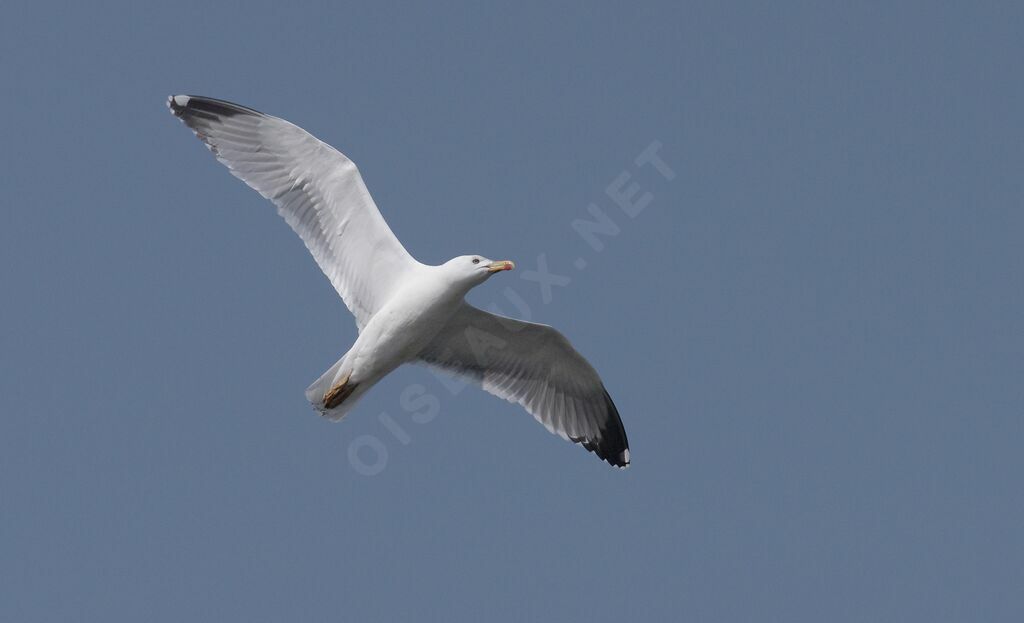 European Herring Gull