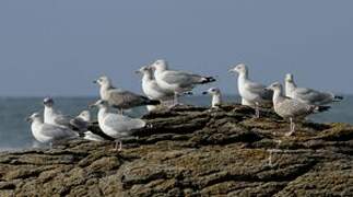 European Herring Gull