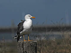 Lesser Black-backed Gull