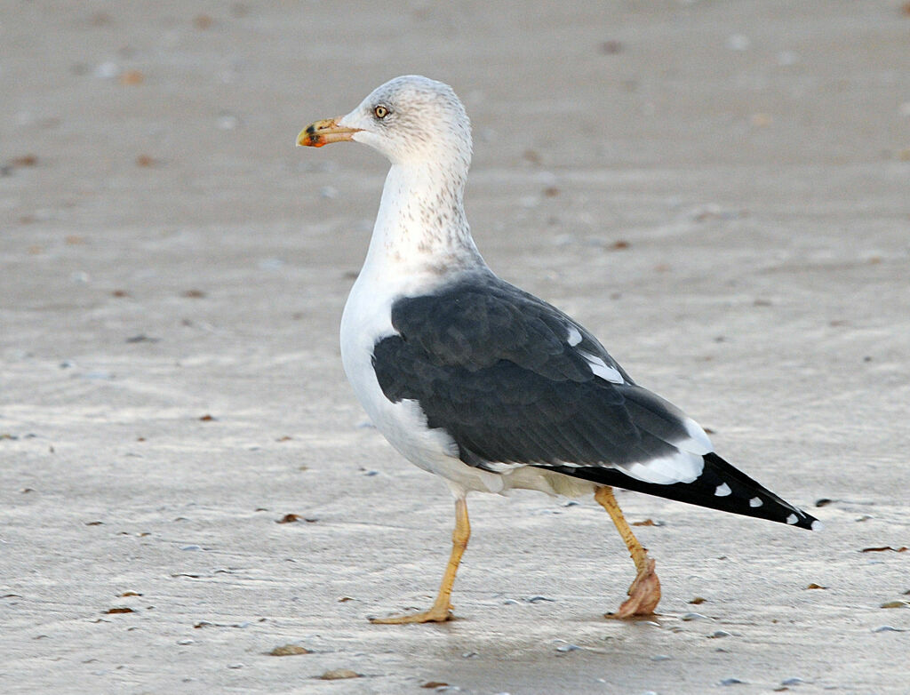 Lesser Black-backed Gull