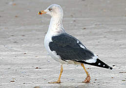 Lesser Black-backed Gull