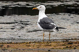 Lesser Black-backed Gull