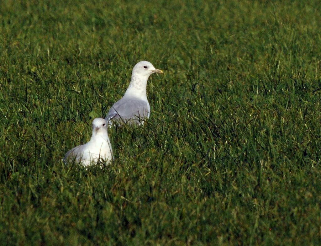 Mew Gull