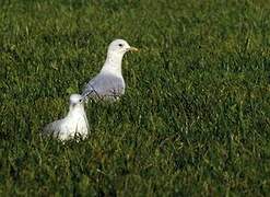 Common Gull