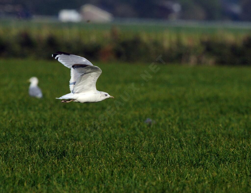 Mew Gull