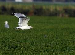 Common Gull