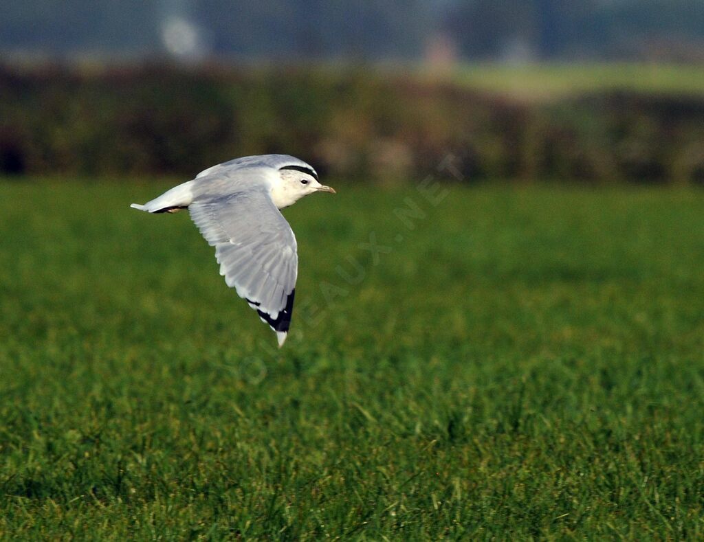 Common Gull