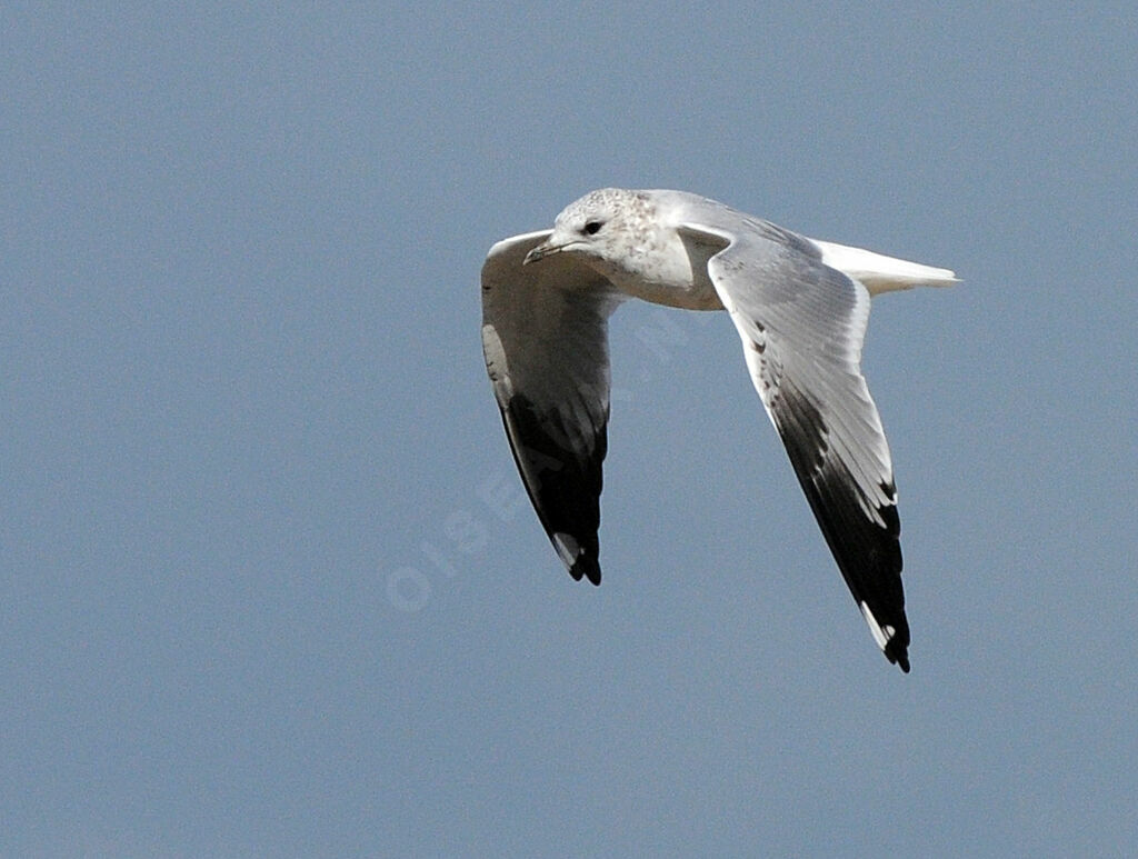 Common Gull