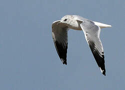 Common Gull