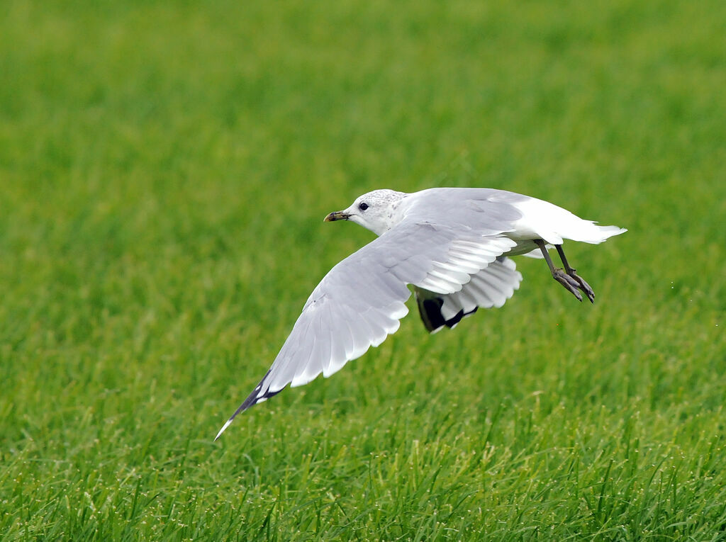 Mew Gull