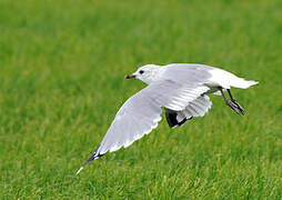 Common Gull