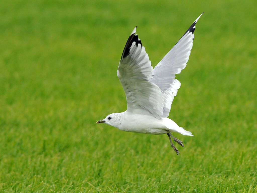 Mew Gull