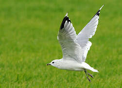 Common Gull