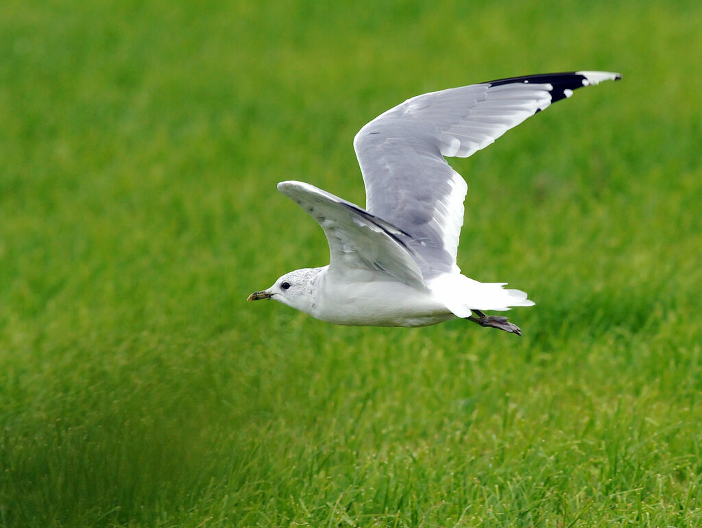 Mew Gull