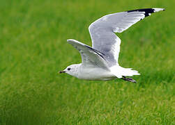 Mew Gull