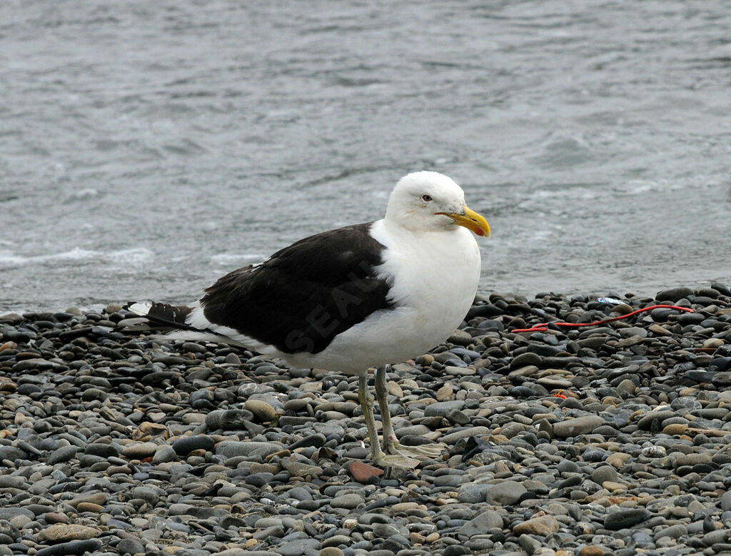 Kelp Gull