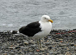 Kelp Gull