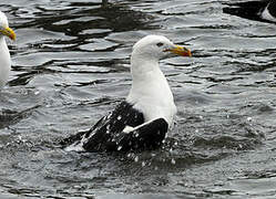 Kelp Gull